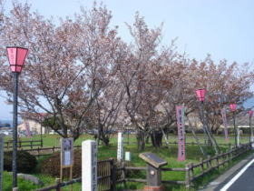 二度桜写真