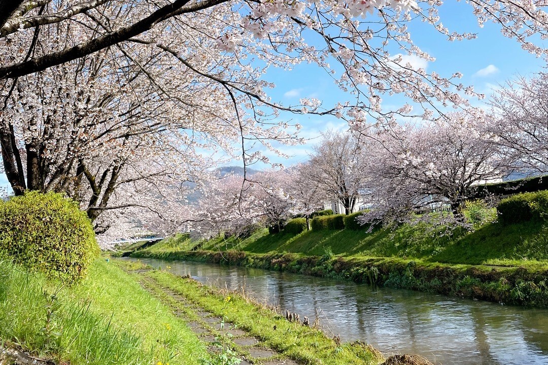 三水川桜ロード