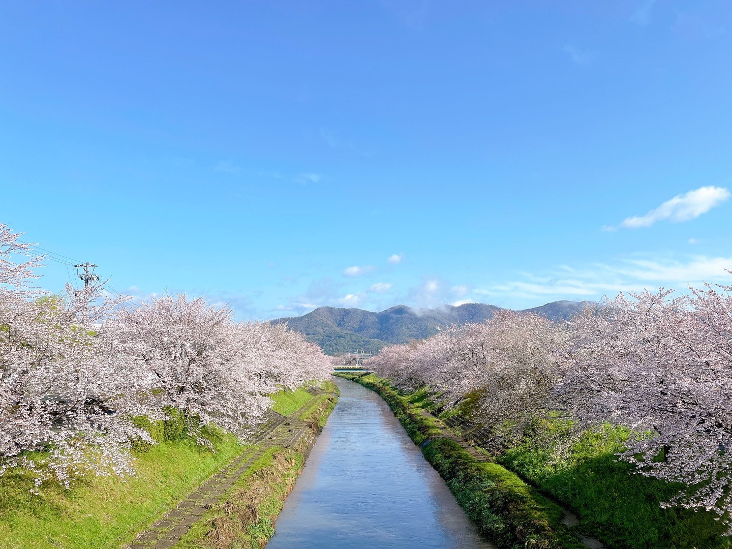 三水川桜