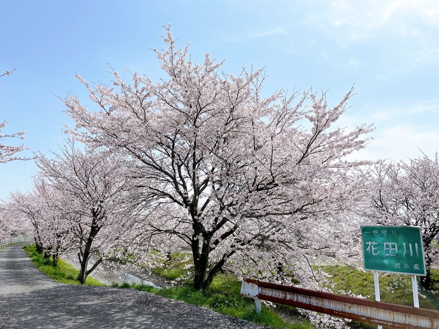 花田川桜ロード