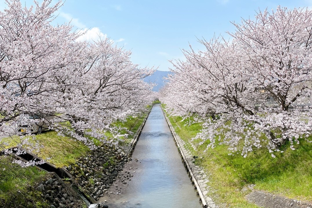 花田川の桜