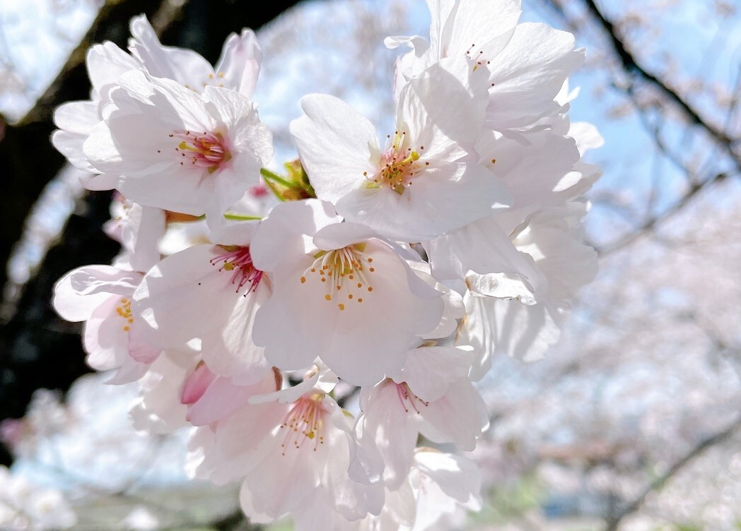 花田川の桜並木