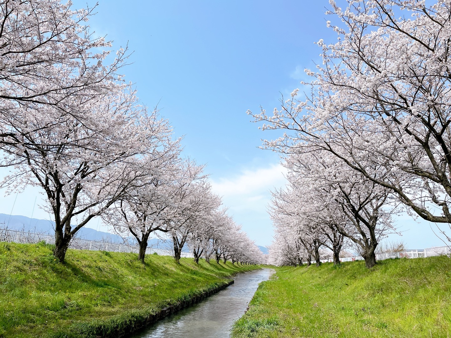 花田川桜ロード 大野町