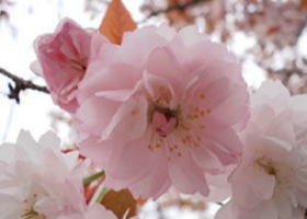 二度桜写真